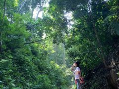 -西双版纳原始森林公园