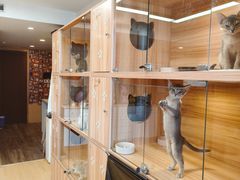 -猫十亿·布偶金渐层·曼基康矮脚猫舍(青年路店)