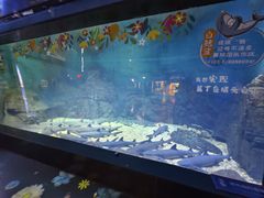 -烟台海昌鲸鲨海洋公园