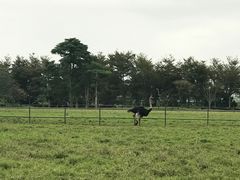 鸵鸟-瑞穗牧场
