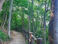 -上海佘山国家森林公园天马山园