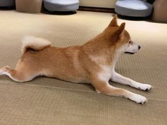 -逗柴咖啡屋·狗咖猫咖宠物桌游