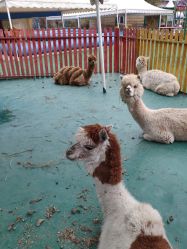 -萌宠亲子动物乐园(槐房万达店)