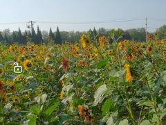 -汉长安城未央宫国家考古遗址公园