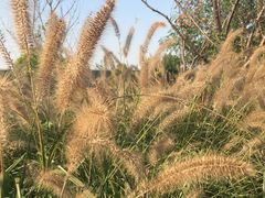 -嘉北郊野公园