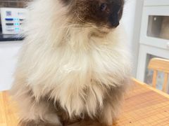 -楼上猫咖(罗湖店)