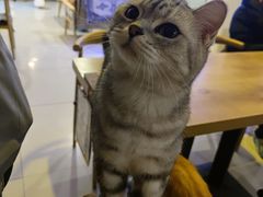 -平行世界·猫咖(首经贸店)