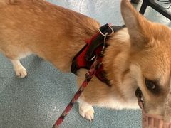 -西安京西宠物医院·瘫痪·疑难杂症