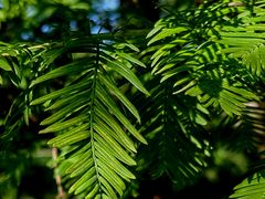 -国家植物园南园