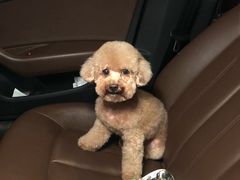 -momokira米努特·德文卷毛猫·棉花面纱犬