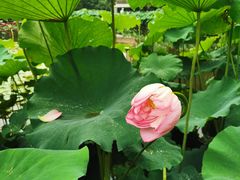 -陈家山荷花公园
