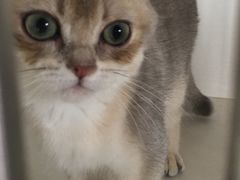 -东方名猫馆·英短金渐层布偶猫舍(环线广场1号楼店)