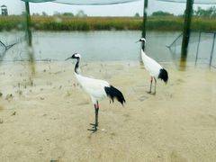 -盐城丹顶鹤湿地生态旅游区