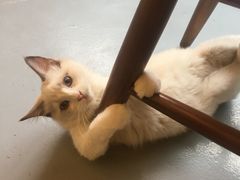 -猫友咖啡店(玉林西路店)
