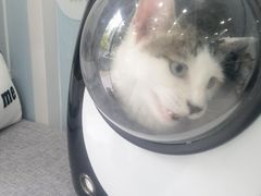 -纳吉亚猫专科动物诊疗中心(蒋宅口分院)