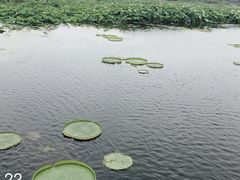 -荷塘月色湿地公园·向阳花洲