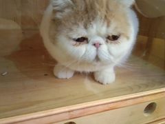 -滚猫咖啡·猫咖·猫友好撸猫(未来城店)