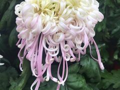 -燕郊植物园