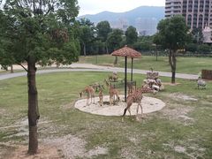 -太湖龙之梦