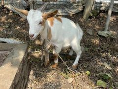 -马陆小张葡萄园农家乐