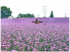 -紫颐香薰山谷景区