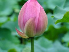 -陈家山荷花公园