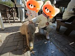 -上海野生动物园老虎餐厅