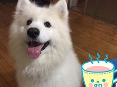 -瑞派宠物医院·24h·骨外科·皮肤科·全科宠物医疗转诊中心(沈阳浑南院)