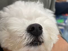 -北京观赏动物医院·24小时大型综合·猫专科·异宠专科