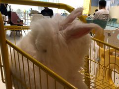 -RU DUCK柯尔鸭公社·撸鸭俱乐部·羊驼·小香猪