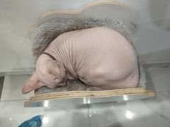 -楼上猫咖(罗湖店)