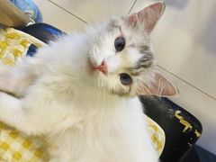 -平行世界·猫咖(首经贸店)