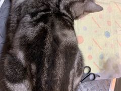 -爱宠屋pet shop·宠物洗澡·宠物美容