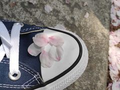 -高东镇樱花园