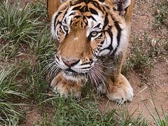 -西霞口神雕山野生动物世界