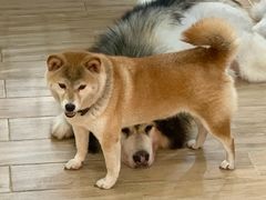 -李小姐の猫咖啡馆(五角场店)