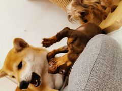 -浣熊柯尔鸭土拨鼠·电玩咖