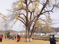-千年银杏谷文化旅游区