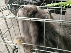 -志龙皇冠吃货椰子铺