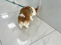 -乖乖宠物医院·猫科·急重症中心(车站北路分院)