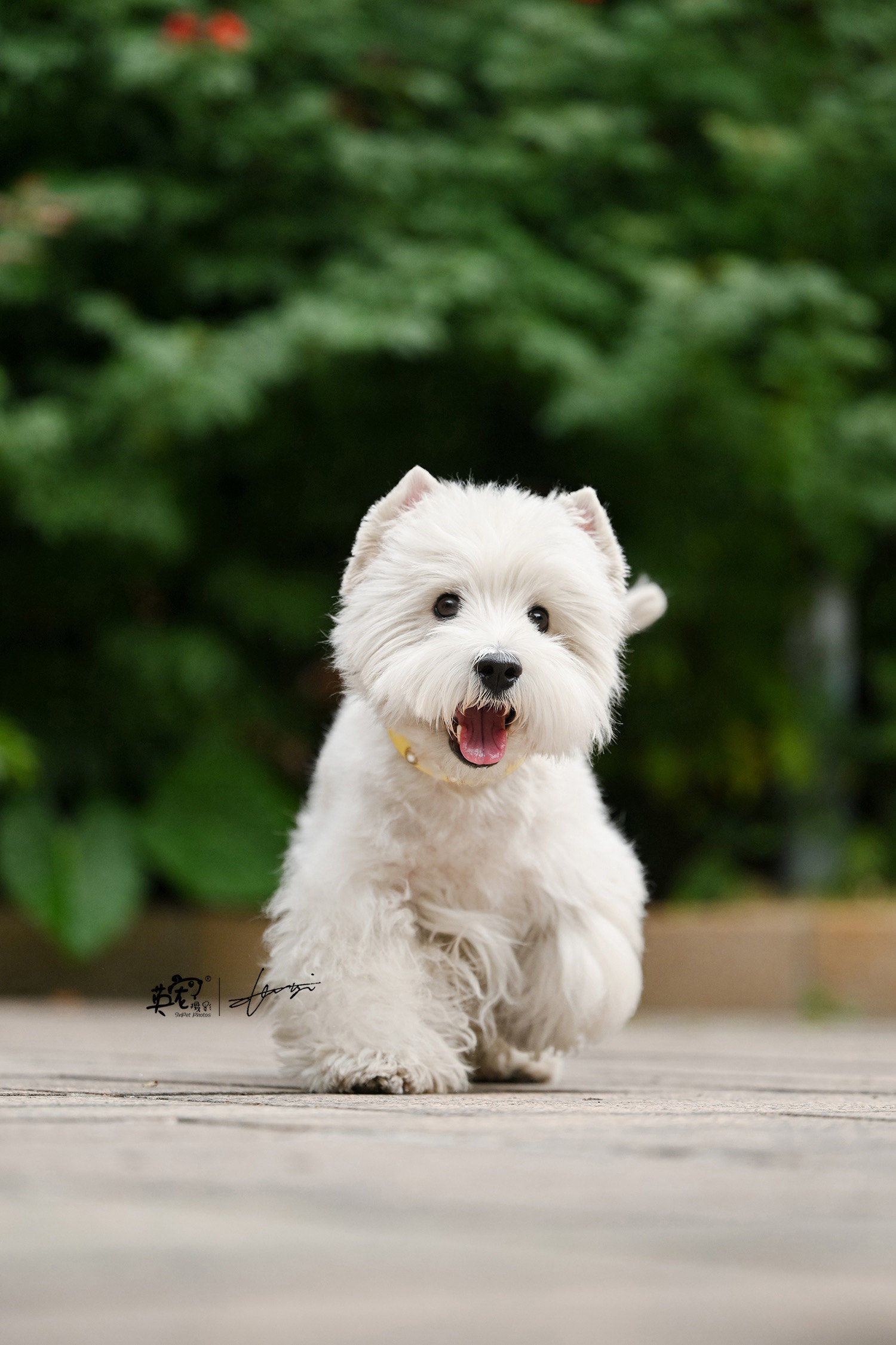 狗狗微笑萌翻天