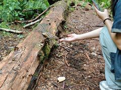 -五营红松林海景区