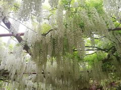 -嘉定紫藤园