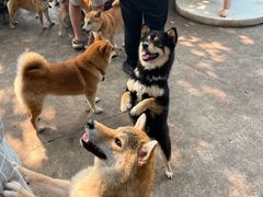 -柴犬高等学院·狗咖·柴犬售卖·宠物训练