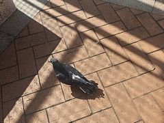 -九龙公园