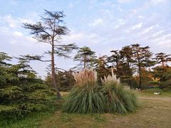 -上海共青森林公园