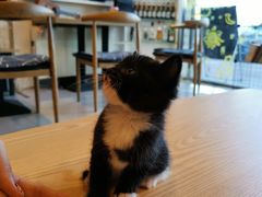 -平行世界·猫咖(首经贸店)