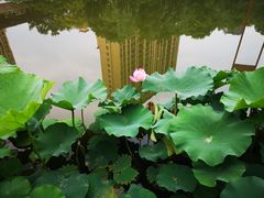 -陈家山荷花公园