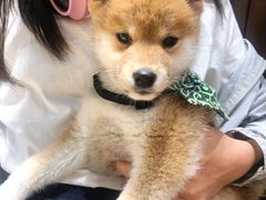 -逗柴咖啡屋·狗咖猫咖宠物桌游