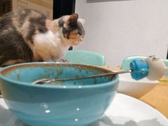-猫色咖啡·猫咖